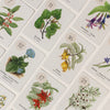 Botanical Bingo