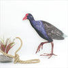 Pukeko Wall Art