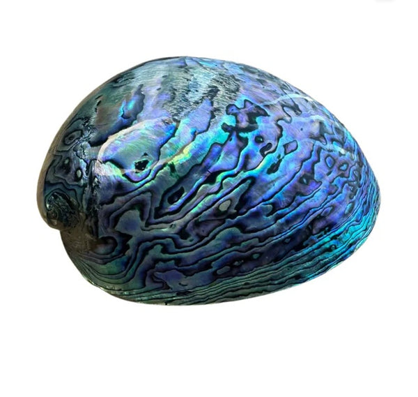 Fiordland Paua Shell - Medium Boxed